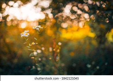 Closeup meadow sunset flowers blur and soft silhouette of grass flowers with sunlight. Relaxing nature meadow flowers. Peaceful blur of autumn spring nature landscape. Wild meadow daisy floral  - Powered by Shutterstock