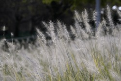 Closeup Of A Meadow With Waving Grass And Seeds Against A Dark Forest Background. Abstract Nature Background.