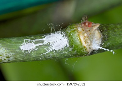 474 Pests orchids Images, Stock Photos & Vectors | Shutterstock