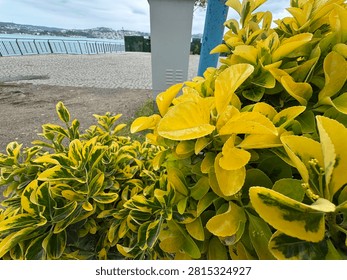 A close-up, medium-angle view of a vibrant Euonymus japonicus 'Aureomarginatus' (golden Japanese spindle) shrub, showcasing its striking bright yellow and green variegated leaves near a coastal promenade.