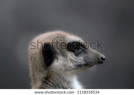 Similar – vigilant (Suricata suricatta N°2)