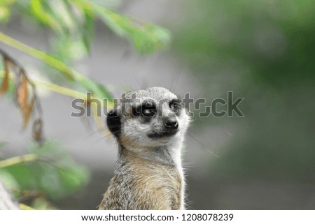 Similar – Image, Stock Photo Close up portrait of one meerkat sitting on a rock