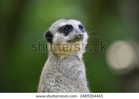 Similar – Image, Stock Photo Close up portrait of one meerkat sitting on a rock