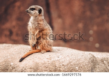 Similar – Image, Stock Photo Meerkat (Suricata suricatta), also known as the suricate.