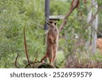 Closeup of a Meerkat Standing on Top of an Aloe Plant in Australia Zoo, Queensland, Australia