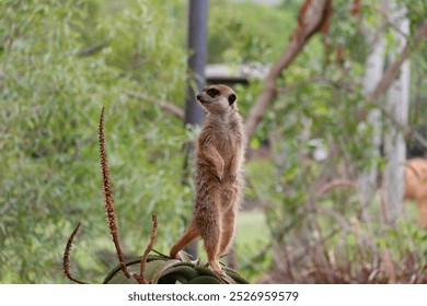 Closeup of a Meerkat Standing on Top of an Aloe Plant in Australia Zoo, Queensland, Australia - Powered by Shutterstock