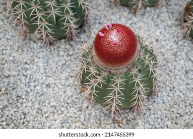 Close-up Of Melocactus With Wool Or Bristles In Red-brown And Small Pink Flowers On The Top. Ornamental Plant In The Rock Garden.