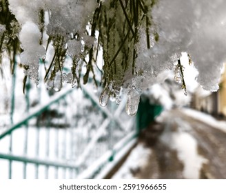 Close-up of melting snow and ice on pine needles with water droplets hanging from the branches. A blurred winter background with a fence and a snowy pathway creates a soft bokeh effect. - Powered by Shutterstock - Get 15% off with code: PIKWIZARD15