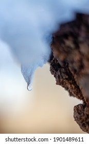 Close-up of melting snow with waterdrop