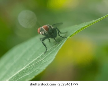 A close-up of a metallic green fly perched on a green leaf, its compound eyes and body hairs clearly visible. - Powered by Shutterstock