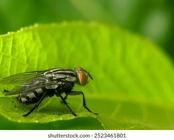 A close-up of a metallic green fly perched on a green leaf, its compound eyes and body hairs clearly visible. - Powered by Shutterstock