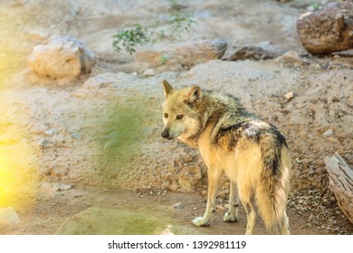 Closeup Mexican Gray Wolf Sonoran Desert Stock Photo 1392981119