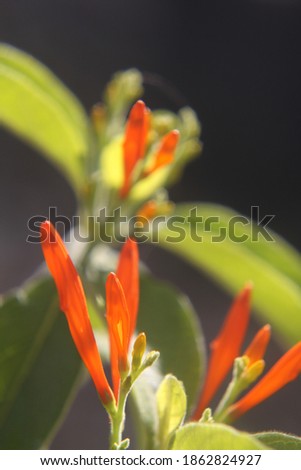 Similar – Image, Stock Photo Orange Flower Environment