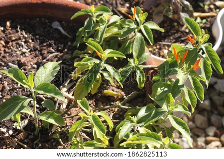 Similar – Image, Stock Photo Orange Flower Environment