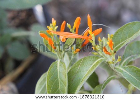 Similar – Image, Stock Photo Orange Flower Environment