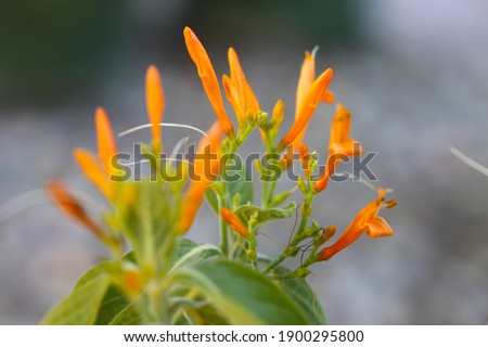 Similar – Image, Stock Photo Orange Flower Environment