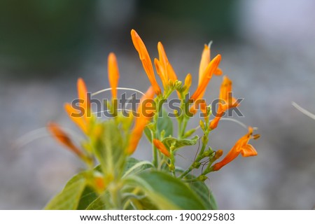 Similar – Image, Stock Photo Orange Flower Environment