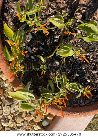 Similar – Image, Stock Photo Orange Flower Environment