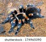 Close-up of a Mexican red knee tarantula (Euathlus smithi)