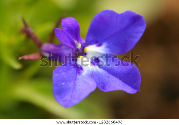 closeup micro view of  Blue\
Trailing Lobelia Sapphire flowers (or Edging Lobelia, Garden\
Lobelia)