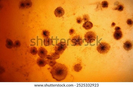 Close-up of microbes under microscope investigated material under professional laboratory equipment. Macro shot of aspergillus germ. Lab, science concept