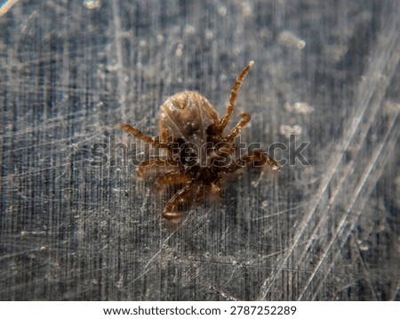 Close-up microscopic view of Ticks walking and feeding.