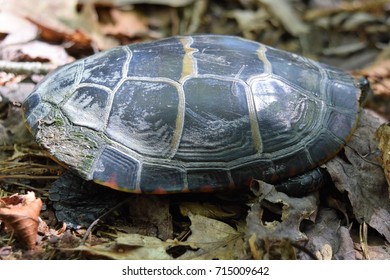 Closeup Midland Painted Turtle Side Stock Photo 715009642 | Shutterstock