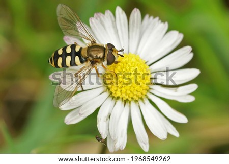 Closeup of a migrant hoverfly, Eupeodes corollae on a common daisy, Bellis perennis in the garden