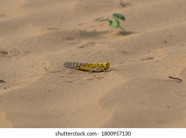 Close-up Of An Migratory Locust Swarm Sitting On Desert.Locusts Are Related To Grasshoppers