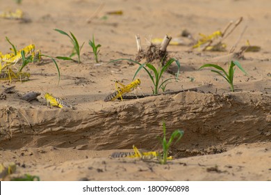 Close-up Of An Migratory Locust Swarm Sitting On Desert.Locusts Are Related To Grasshoppers