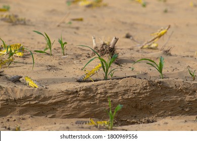 Close-up Of An Migratory Locust Swarm Sitting On Desert.Locusts Are Related To Grasshoppers