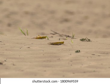 Close-up Of An Migratory Locust Swarm Sitting On Desert.Locusts Are Related To Grasshoppers