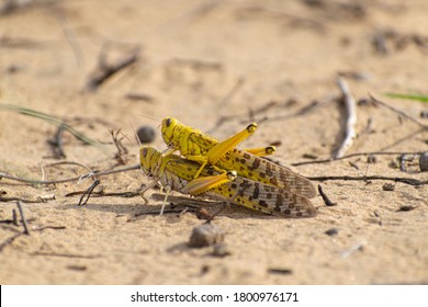 Close-up Of An Migratory Locust Swarm Sitting On Desert.Locusts Are Related To Grasshoppers