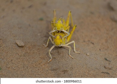 Close-up Of An Migratory Locust Swarm Sitting On Desert.Locusts Are Related To Grasshoppers