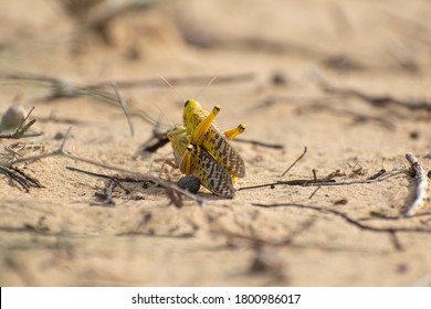 Close-up Of An Migratory Locust Swarm Sitting On Desert.Locusts Are Related To Grasshoppers