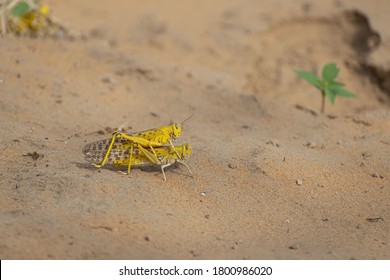 Close-up Of An Migratory Locust Swarm Sitting On Desert.Locusts Are Related To Grasshoppers