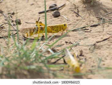 Close-up Of An Migratory Locust Swarm Sitting On Desert.Locusts Are Related To Grasshoppers