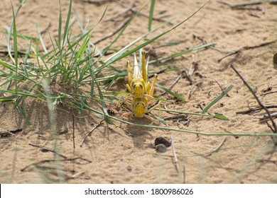 Close-up Of An Migratory Locust Swarm Sitting On Desert.Locusts Are Related To Grasshoppers