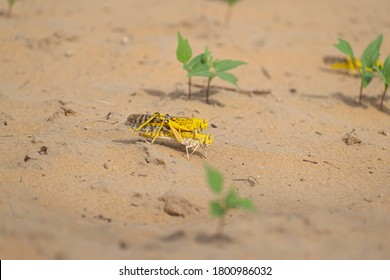 Close-up Of An Migratory Locust Swarm Sitting On Desert.Locusts Are Related To Grasshoppers