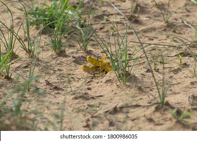 Close-up Of An Migratory Locust Swarm Sitting On Desert.Locusts Are Related To Grasshoppers