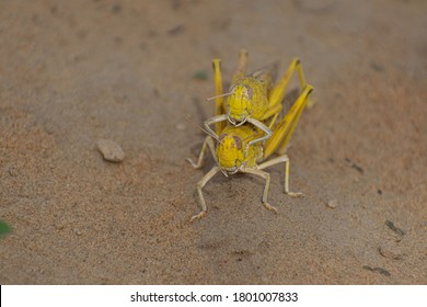 Close-up Of An Migratory Locust Swarm Sitting On Desert.Locusts Are Related To Grasshoppers