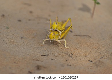 Close-up Of An Migratory Locust Swarm Sitting On Desert.Locusts Are Related To Grasshoppers