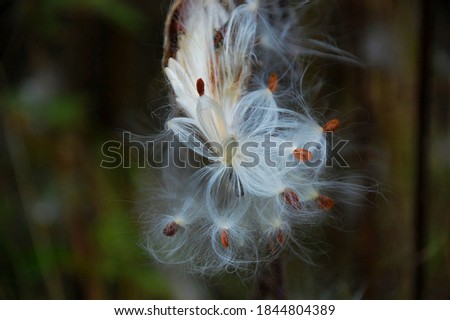 Close-up of milkweed pod and the beauty of the seeds before they scatter in the wind