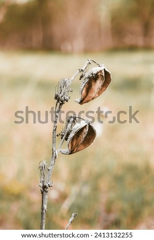 Close-up of Milkweed Pod with Seeds in Autumn. Dried milkweed pod with exposed seeds against a blurred background