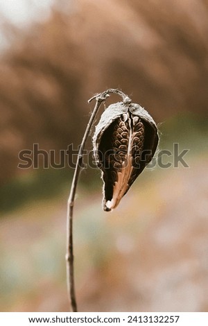 Close-up of Milkweed Pod with Seeds in Autumn. Dried milkweed pod with exposed seeds against a blurred background