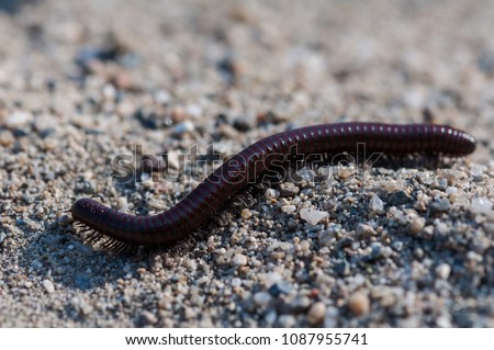 Similar – Close-up of a millipede