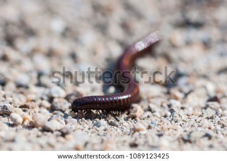 Similar – Close-up of a millipede