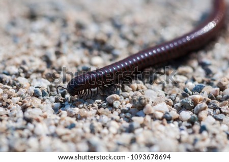 Close-up of a millipede