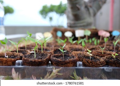 Close-up Of Mini Coir Pot (coconut Fiber Pot) With Sprout Growth In Outdoor Garden