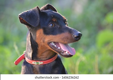 Close-up Mini Doberman Dog Head With Red Collar